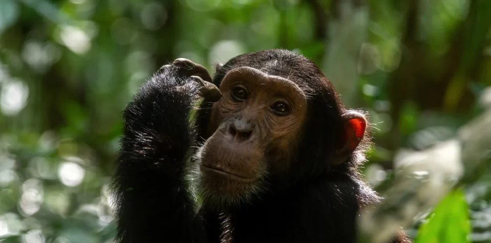 Chimpanzee tours in Budongo Forest