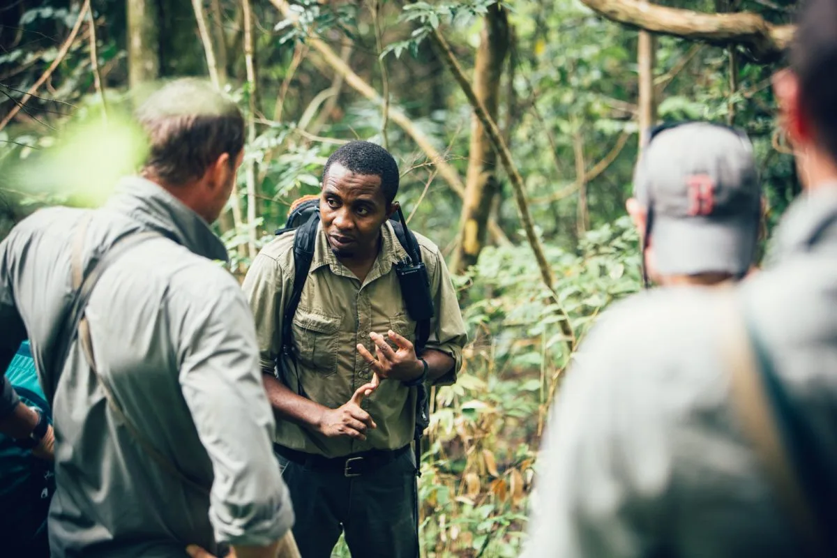 Chimpanzee trekking in Uganda