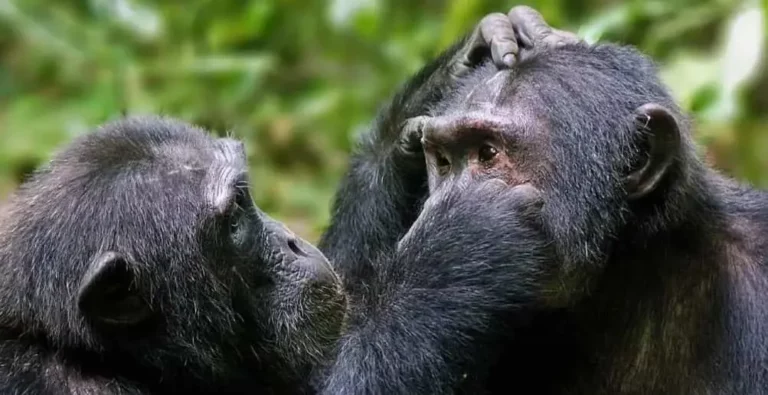 Chimpanzee trekking in Uganda