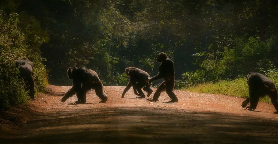 Chimpanzee trekking in Budongo Forest