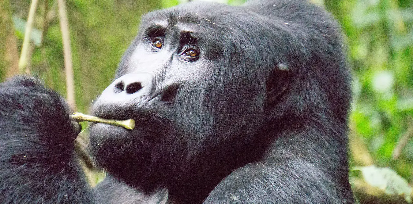 Cost of gorilla permits in Rwanda