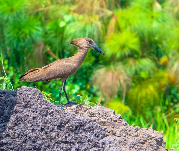 Uganda birding tours