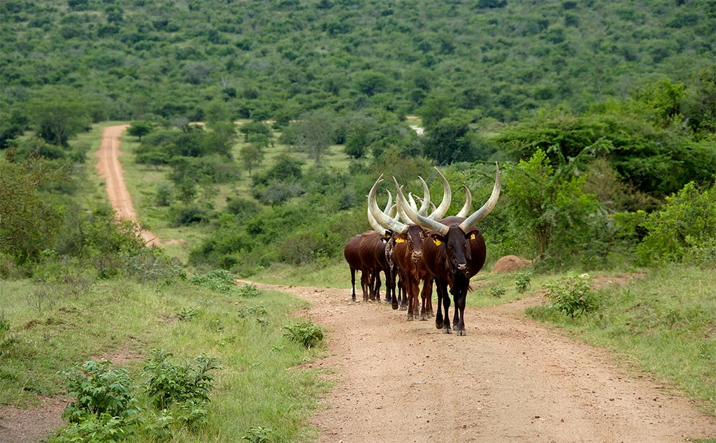 Lake Mburo National Park