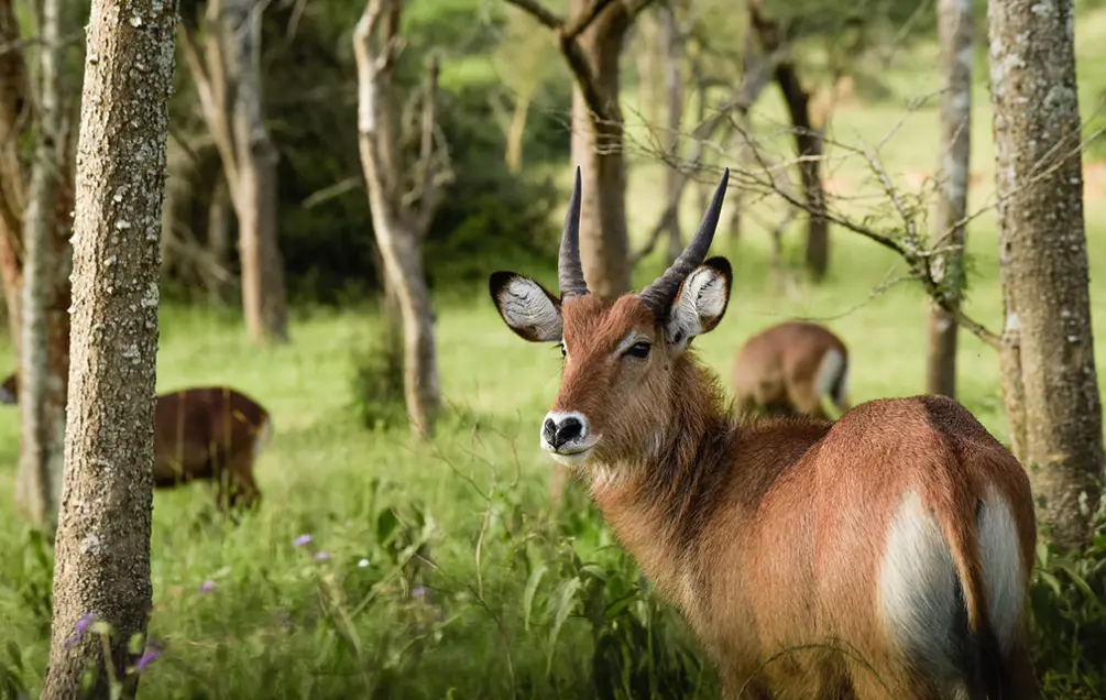 Lake Mburo