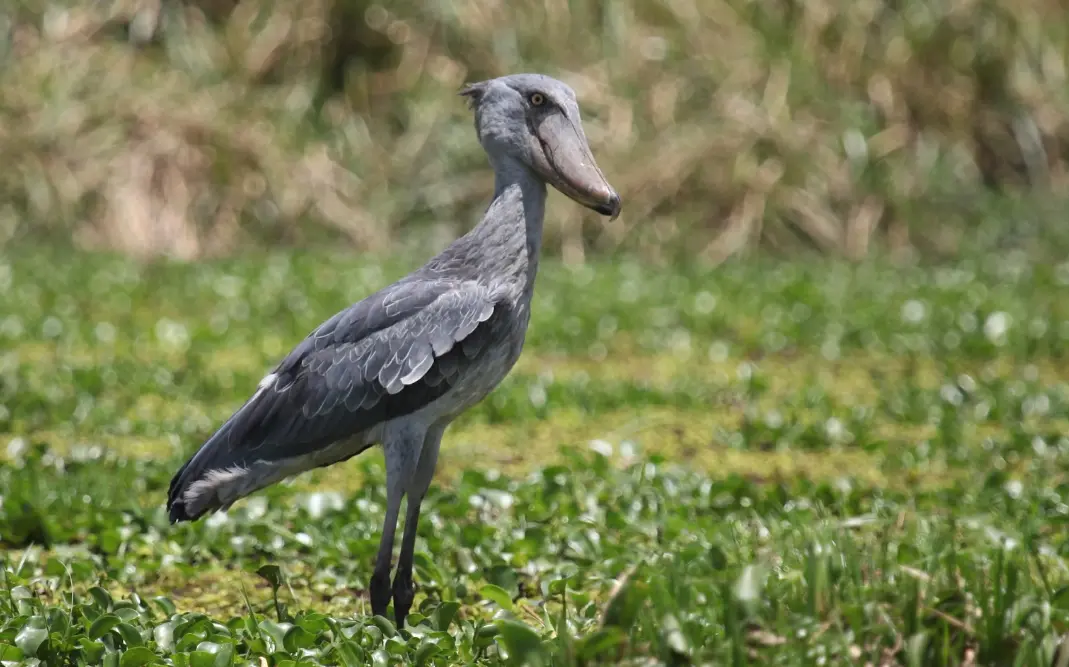 Lake Mburo