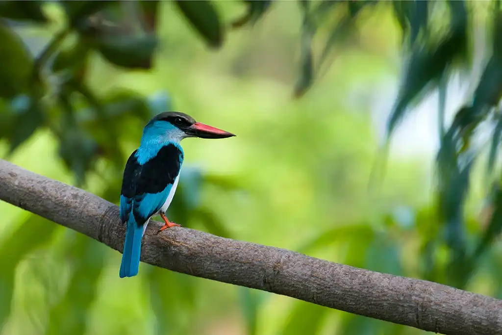 Uganda bird watching tours