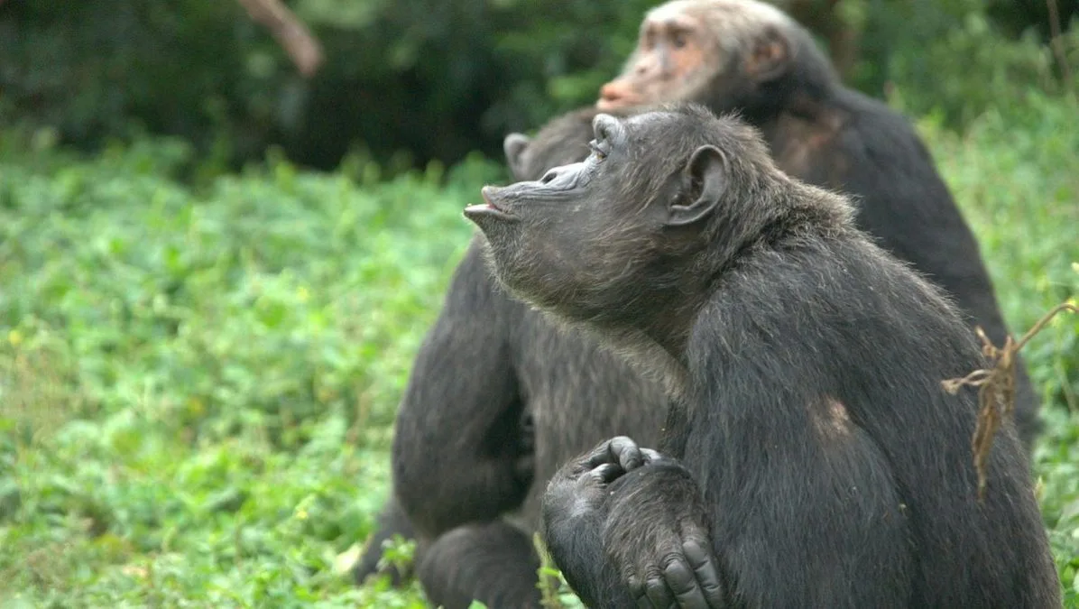 chimpanzee trekking in Uganda