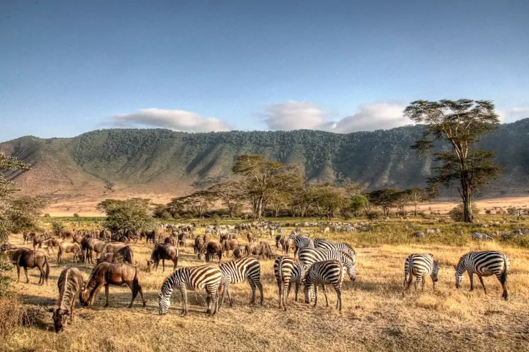 5 Day Taste of Tanzania Safari