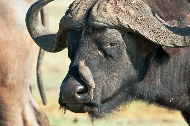 aFRICA bIG fIVE SAFARI