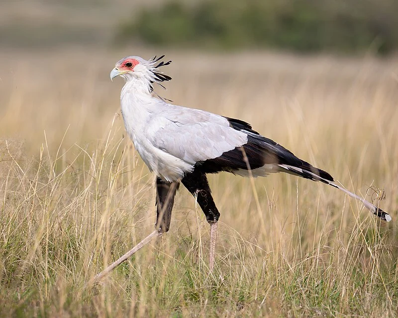 15 Days Uganda birding tour