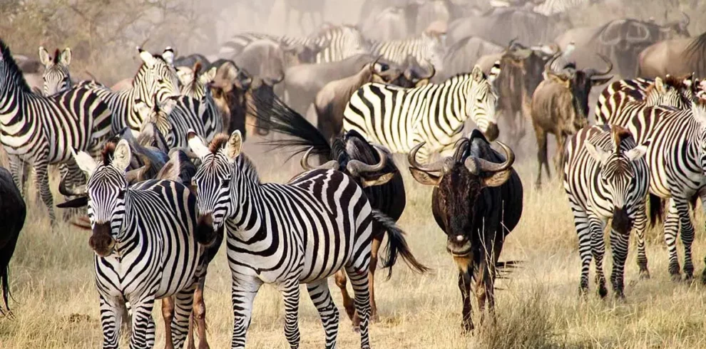 Wildebeest Migration Safari Packages