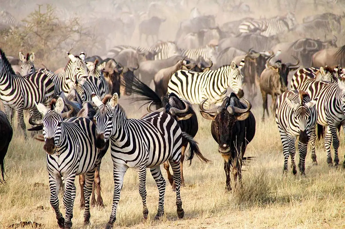 Wildebeest Migration Safari Packages