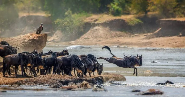 Serengeti Wildebeest Migration