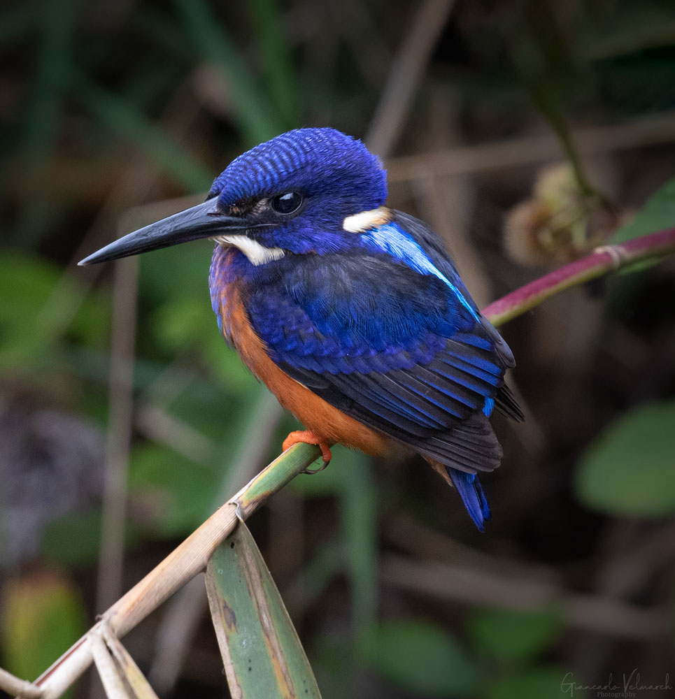 19 Days Uganda birding tour