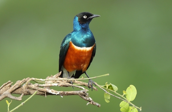 Uganda birding tours