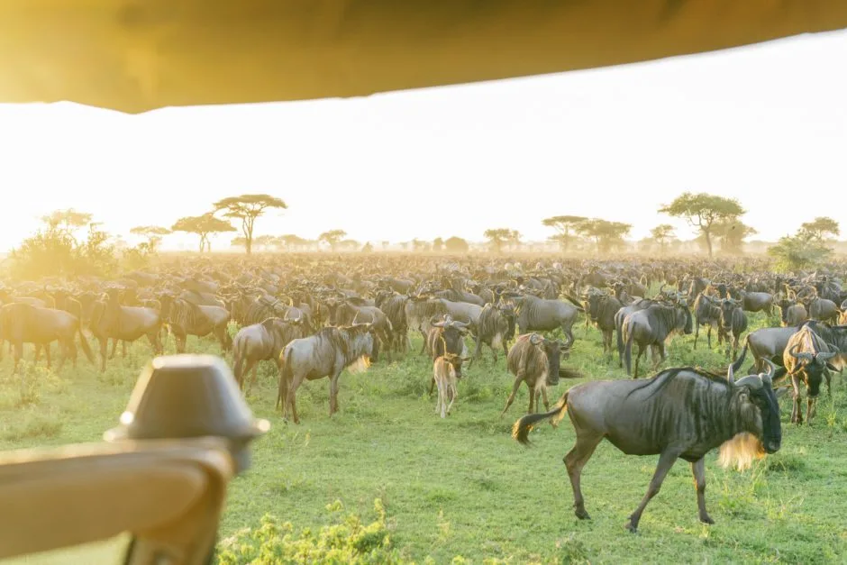 Tanzania Safaris