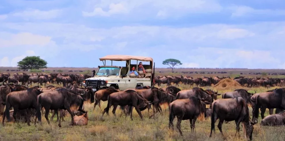 Serengeti Wildebeest Migration