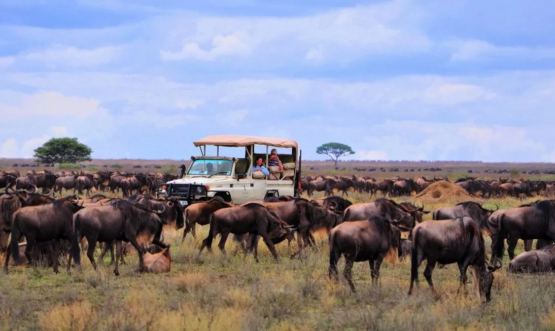 Serengeti Wildebeest Migration