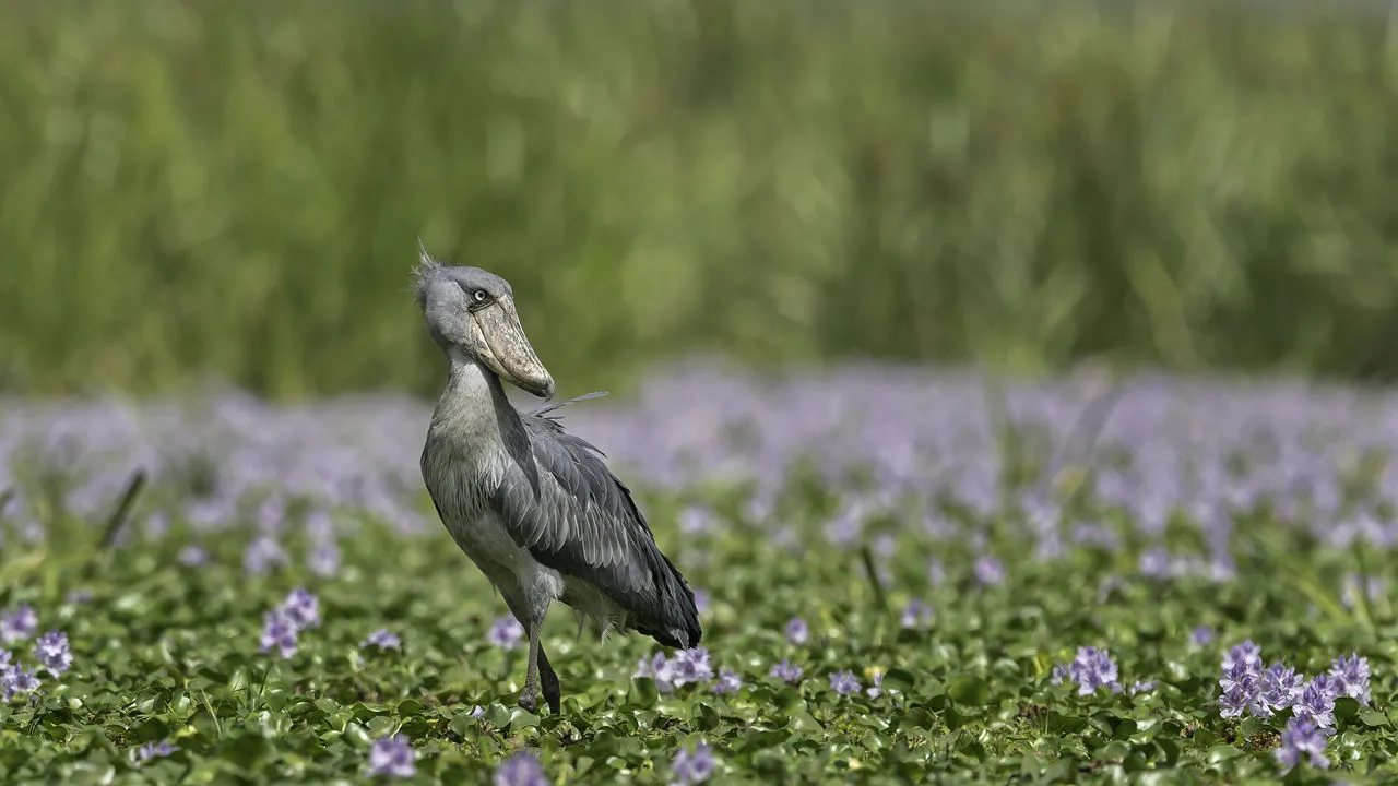 Uganda Birding Tours