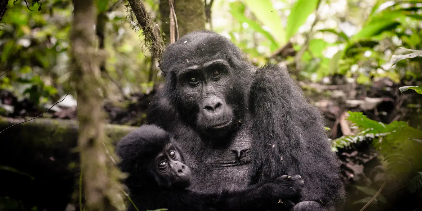 Uganda Gorilla Trekking Permit Cost