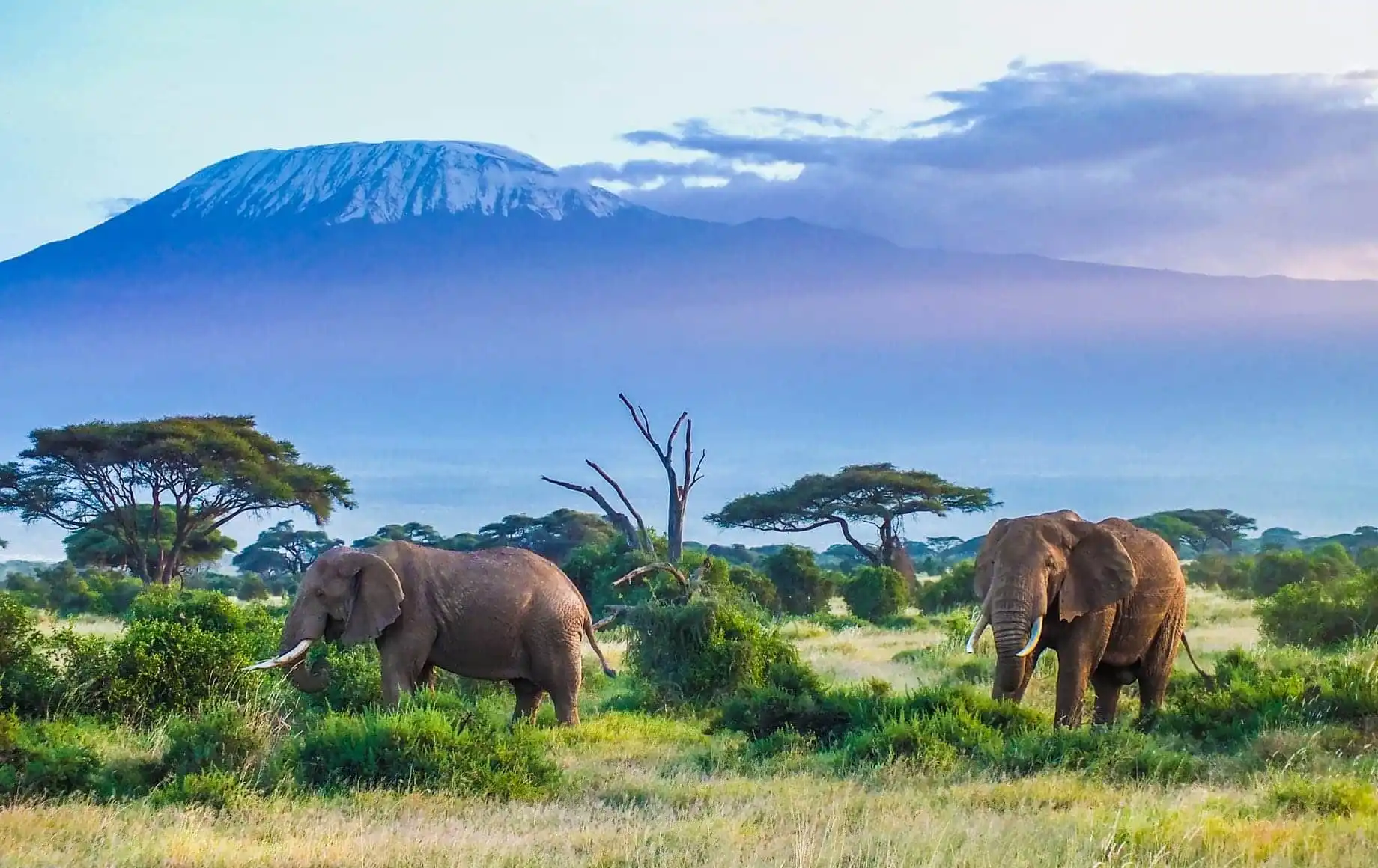 Amboseli National Park tour is one of the best things to do in Kenya