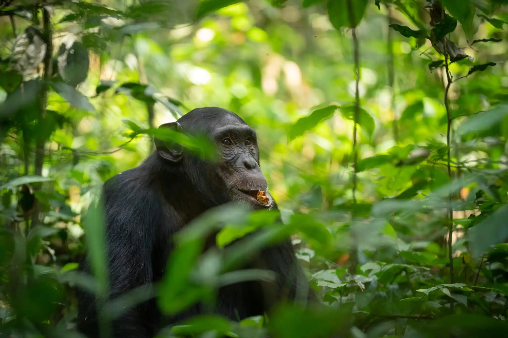 Chimpanzee trekking in Uganda