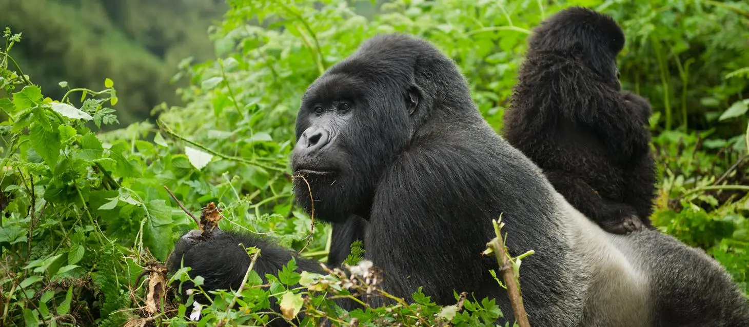 Uganda Gorilla Trekking Permit Cost