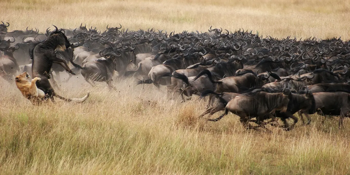 Wildebeest Migration safari packages