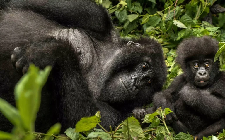 Gorilla trekking