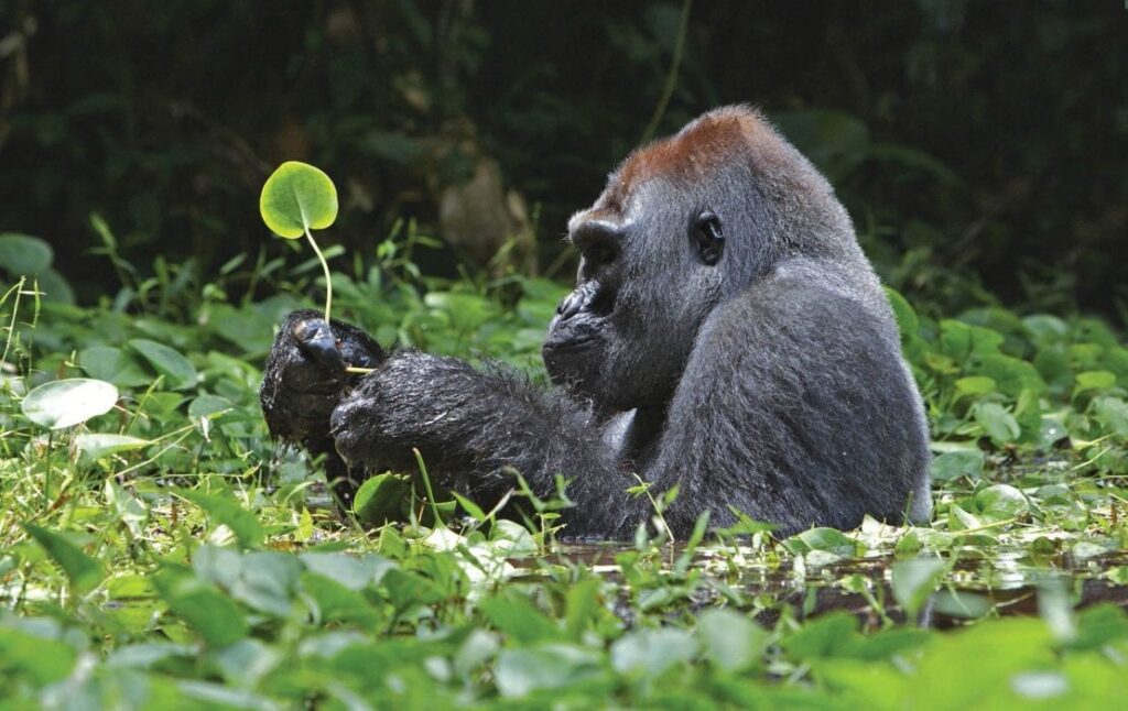 Uganda Gorilla Trekking Permit Cost