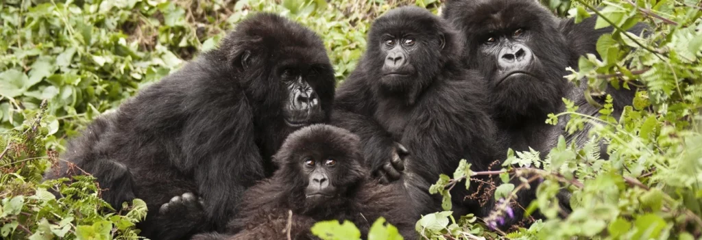 Rwanda gorilla treks