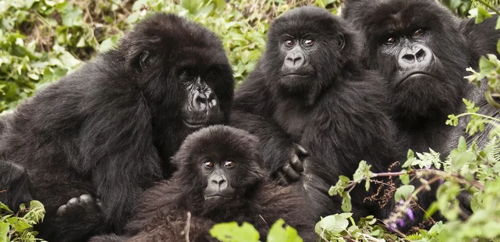 Rwanda gorilla treks