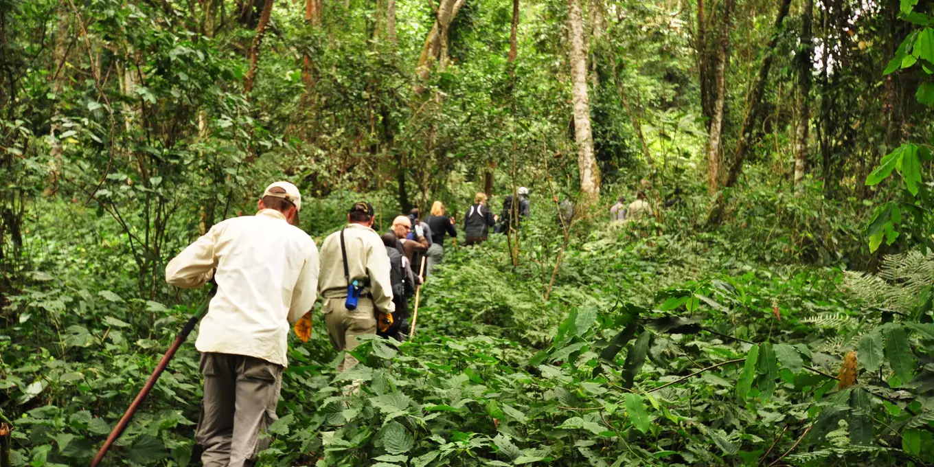 Uganda gorilla Trekking Permits