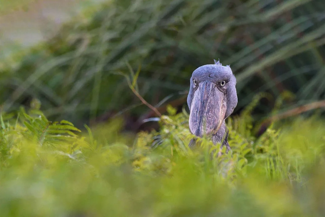 1 Day Mabamba Shoebill Birdwatching tour