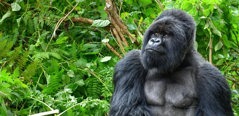 Uganda gorillas