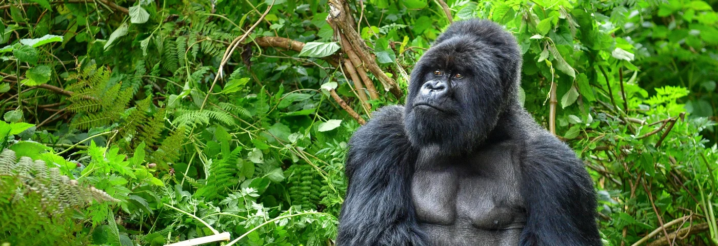 Uganda gorillas