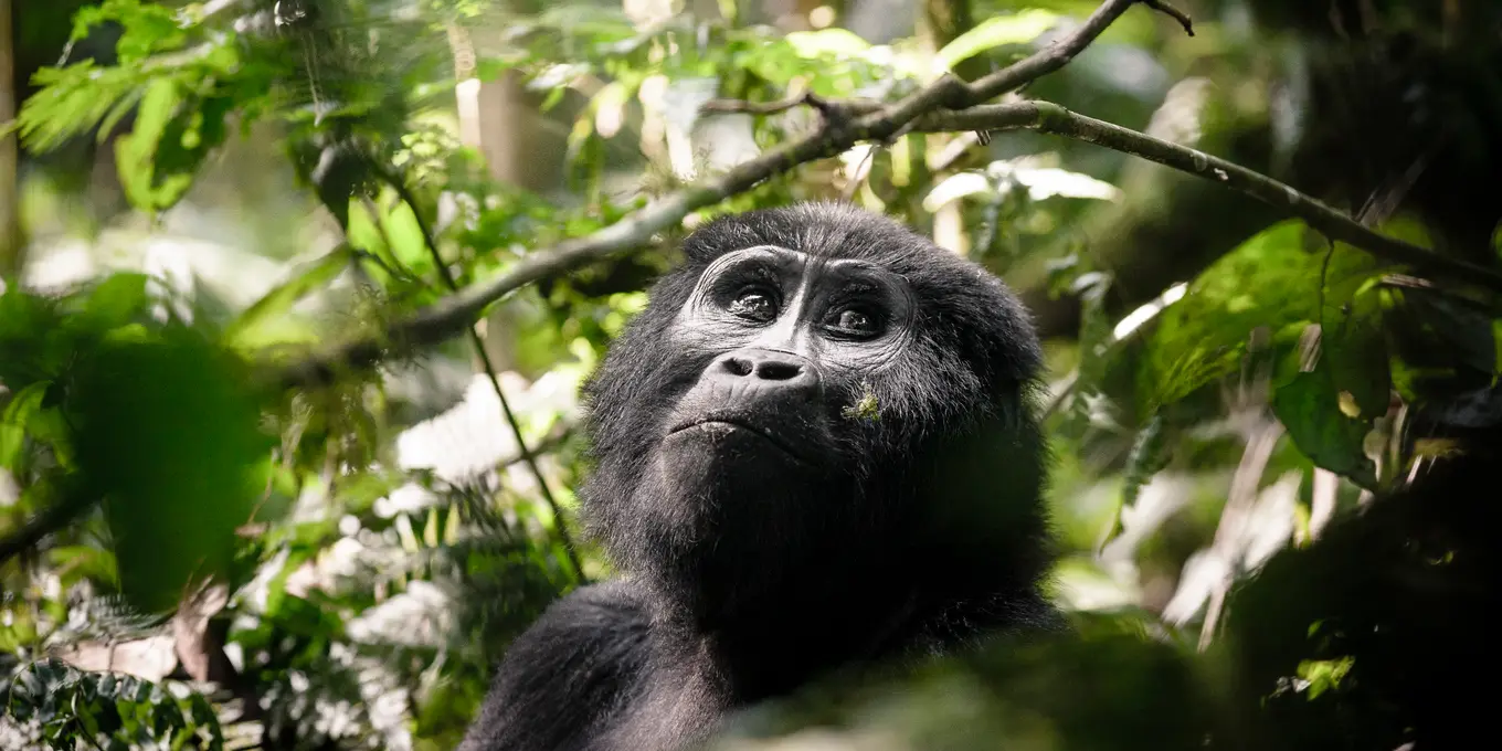 Uganda Gorilla Trekking Permit Cost