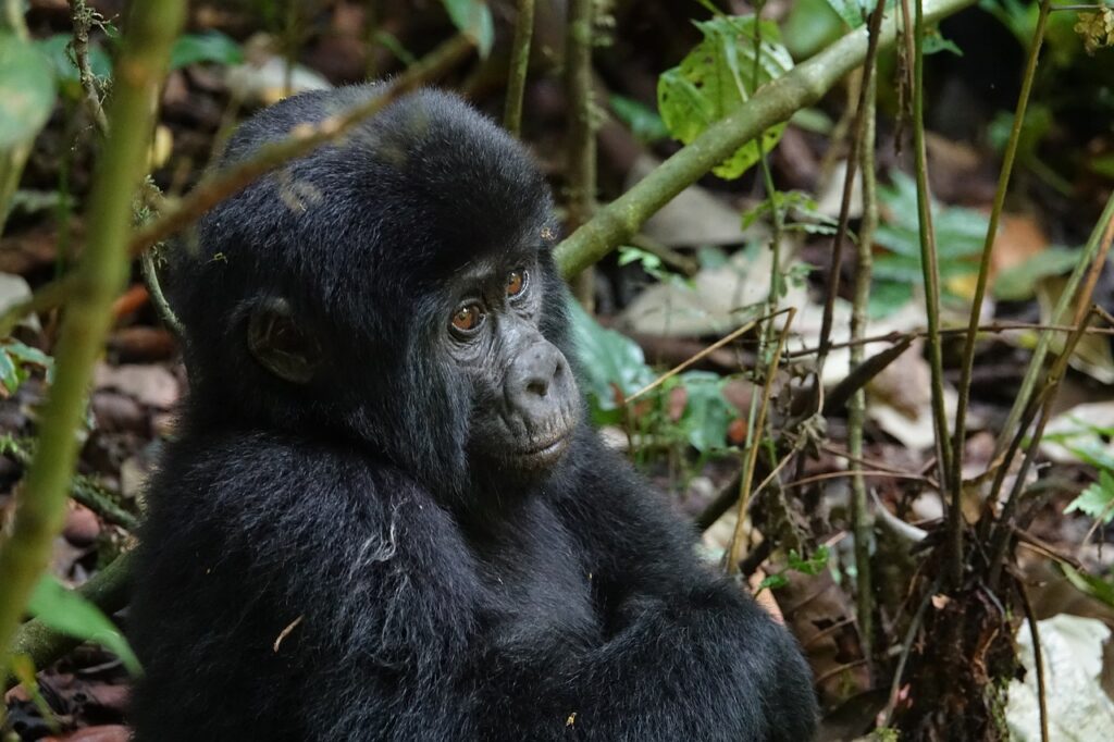 Uganda Gorilla Trekking Permit Cost