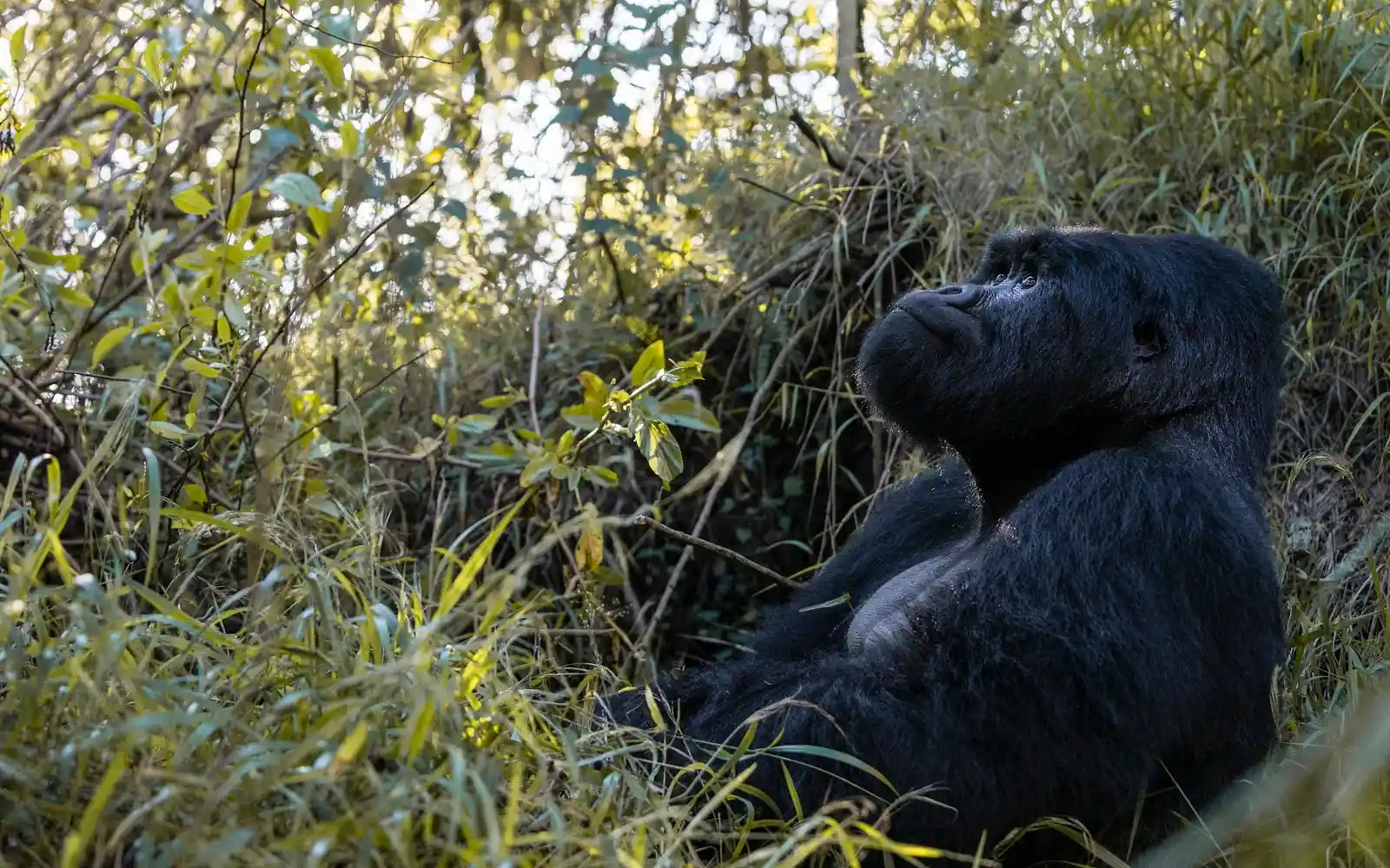 Gorilla Trekking in Mgahinga Gorilla National Park