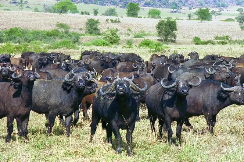 Buffaloes In Kidepo Valley National Park