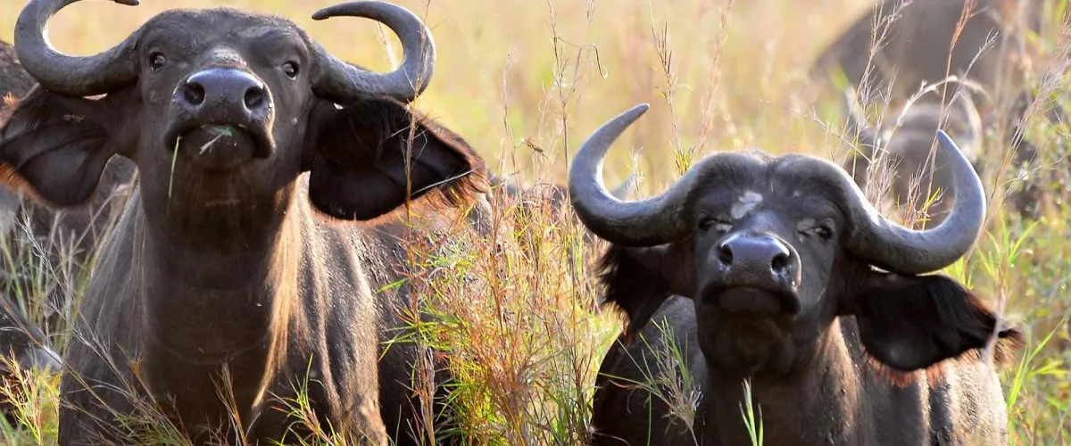 Buffaloes In Kidepo Valley National Park