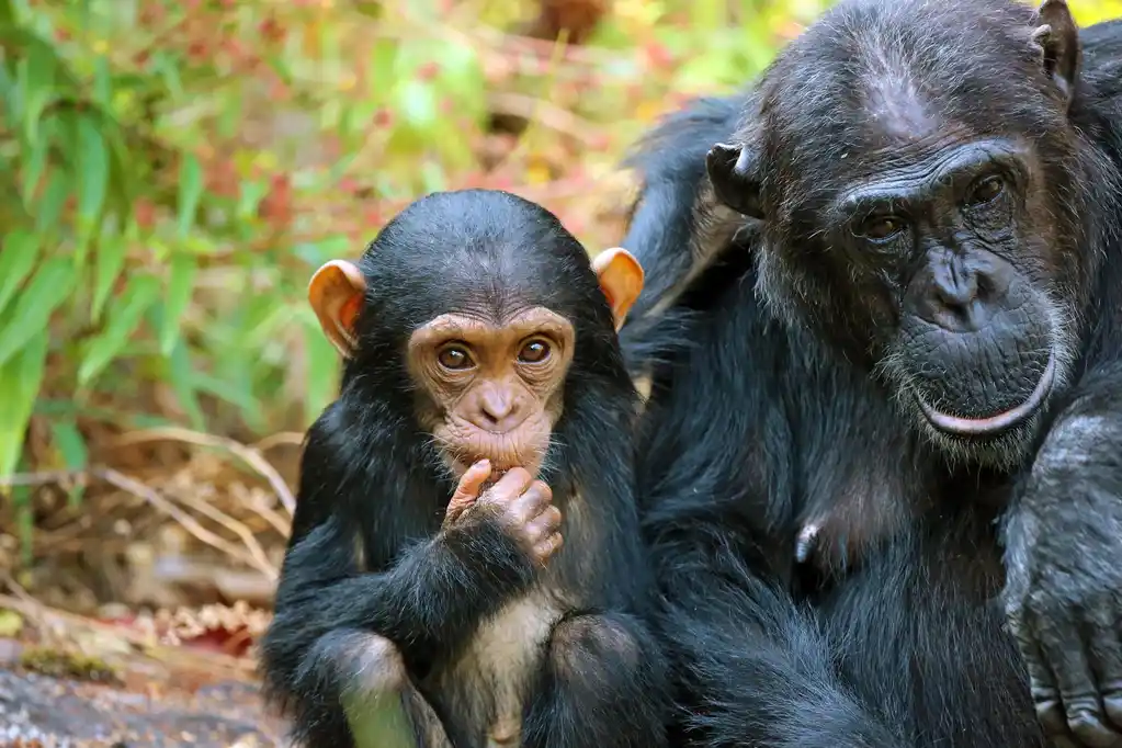 baby chimpanzee and her mother in Kibale Forest National Park