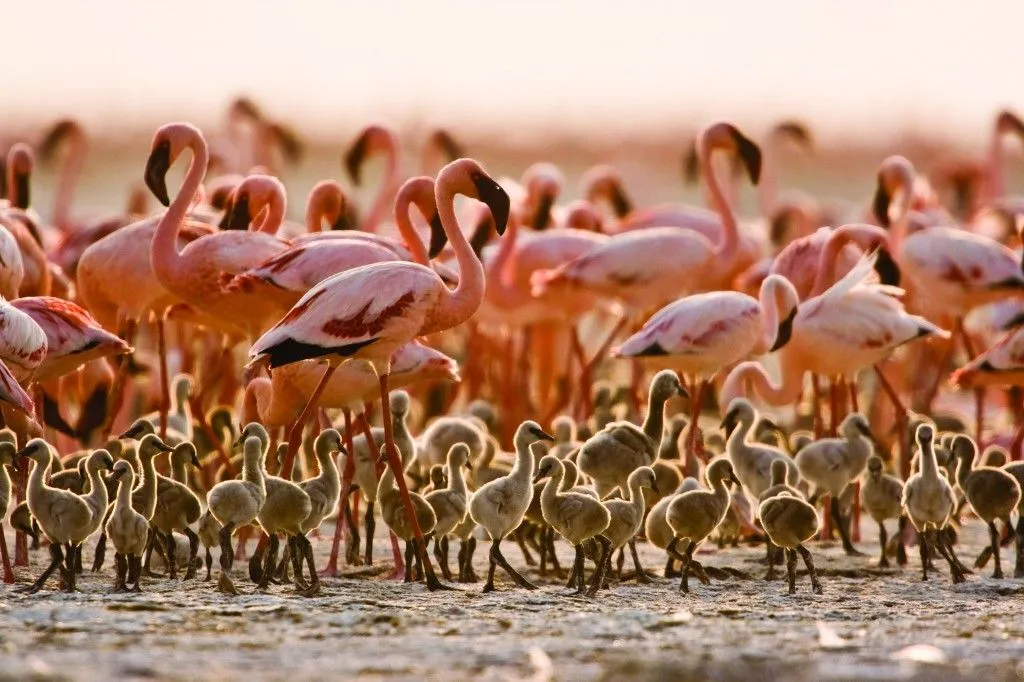 Lake Natron