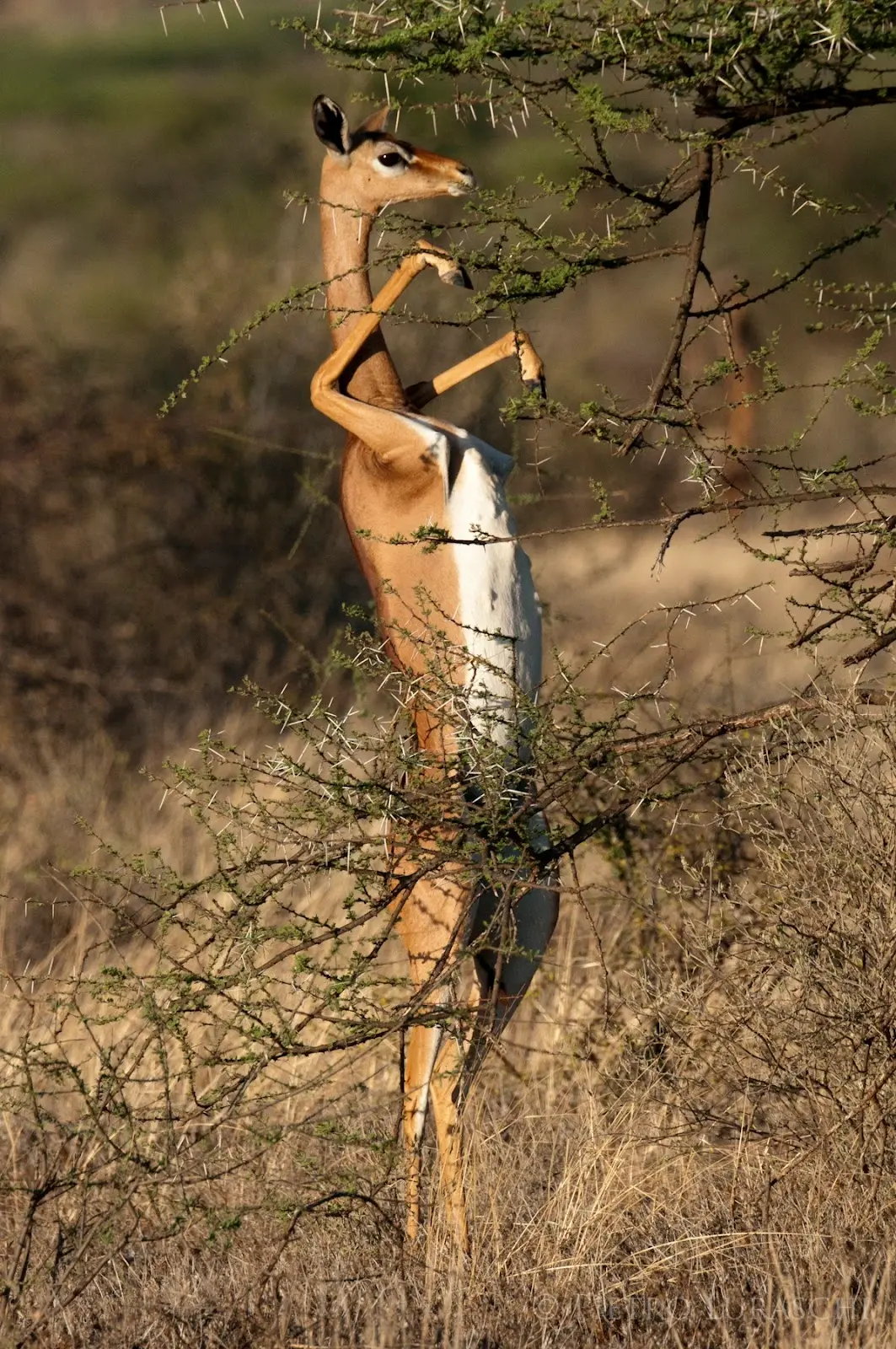 Gerenuk In Samburu National Reserve