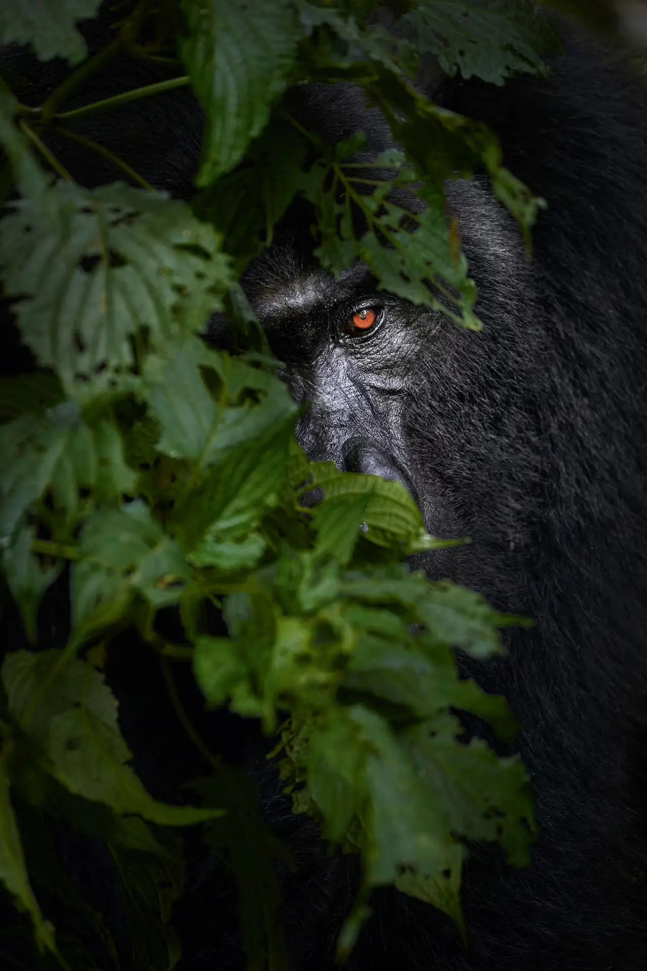 Gorilla trekking in Bwindi