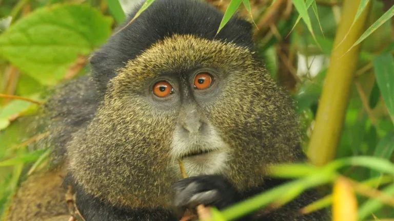 Gorilla Trekking Rwanda Volcanoes National Park 2