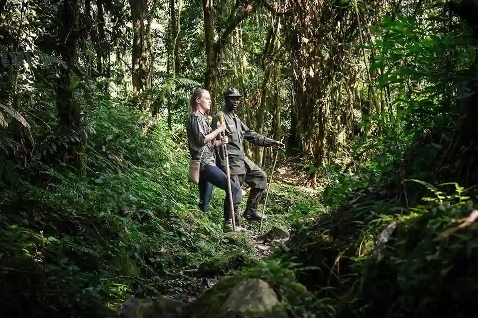 Gorilla treks in Bwindi