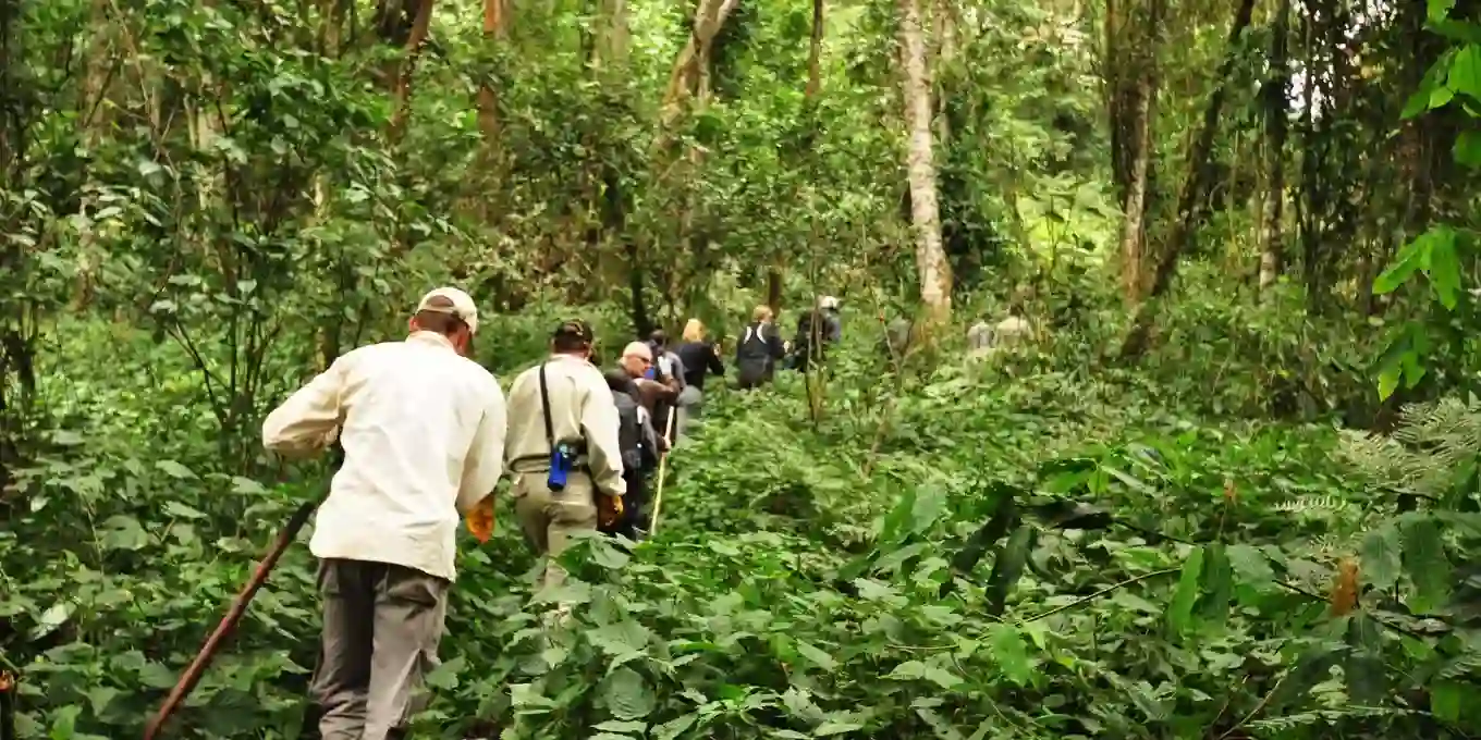 Gorilla Treks In Bwindi