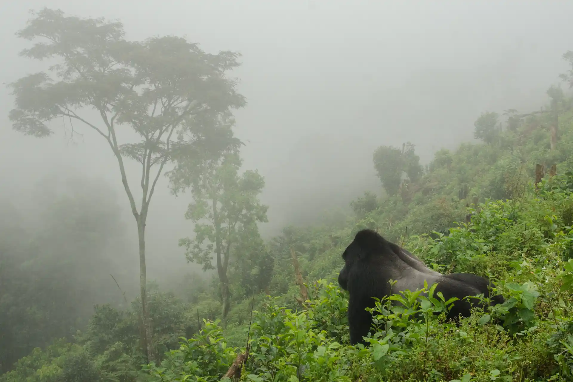 Gorilla Trekking Rwanda Volcanoes National Park