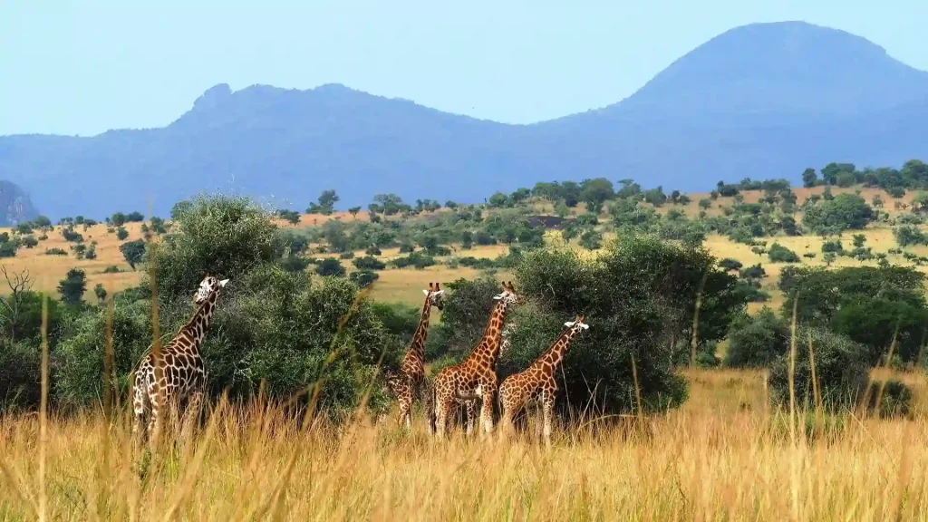 Giraffes In Kidepo National Park